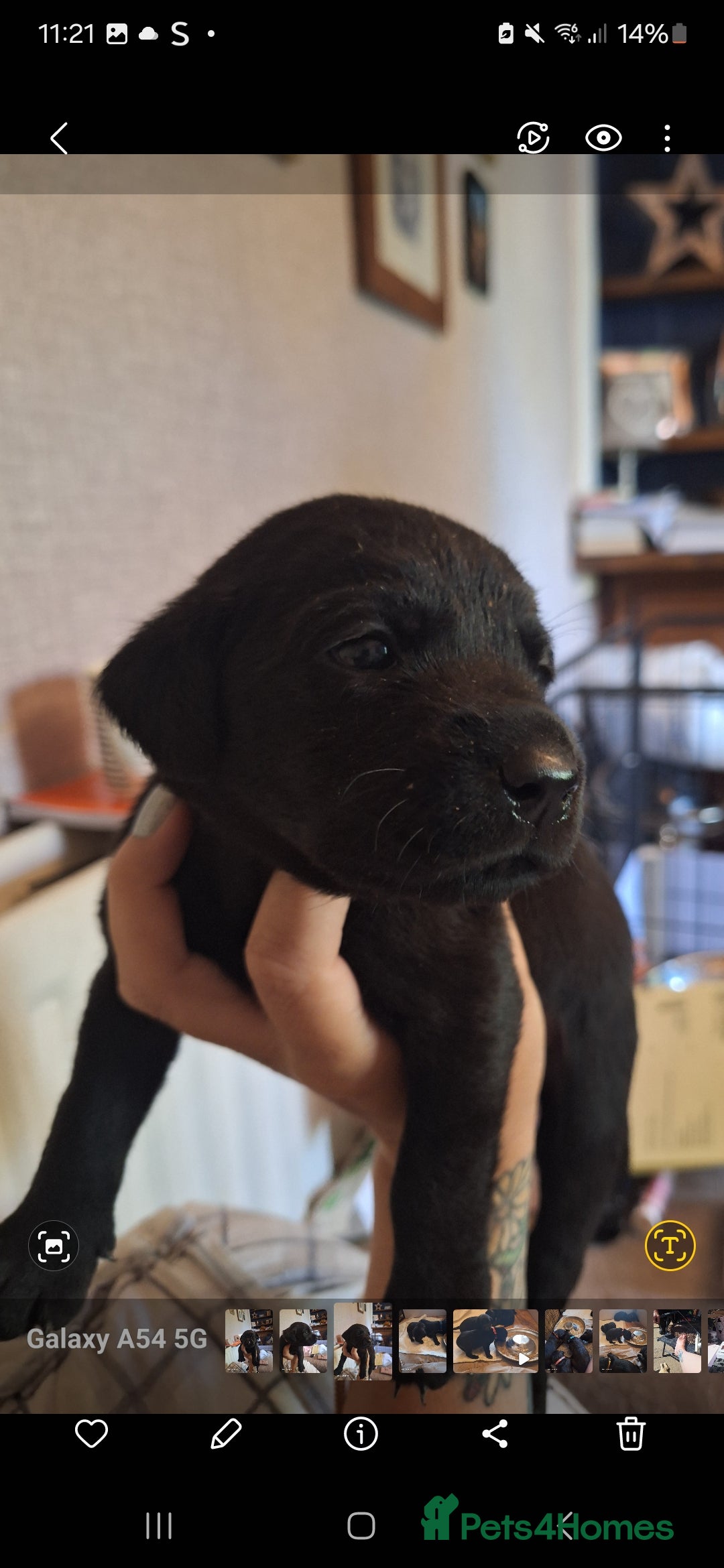 Labrador Retriever dogs for sale: Pedigree Black labrador pups  - Image 11