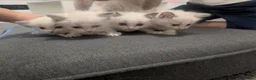 Ragdoll cats for sale: Ragdoll kittens  - Advert 6