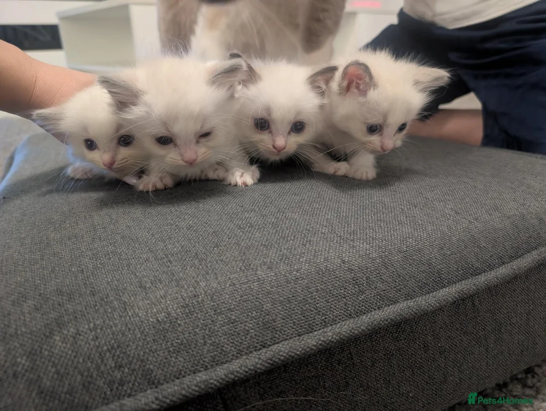 Ragdoll cats for sale: Ragdoll kittens  - Advert 6