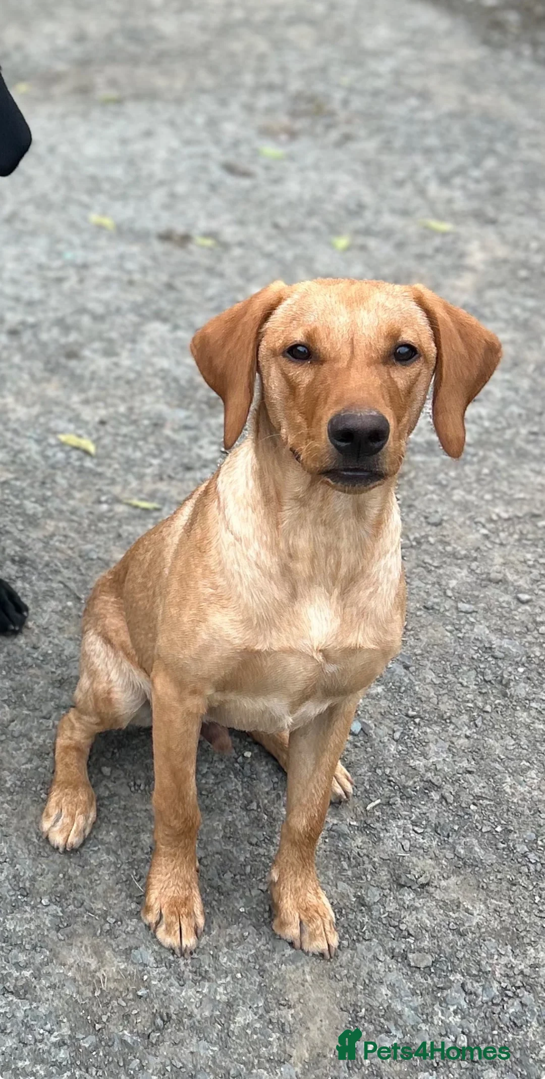 Labrador Retriever dogs for sale: KC Labrador 7 months health tested working parents - Advert 2