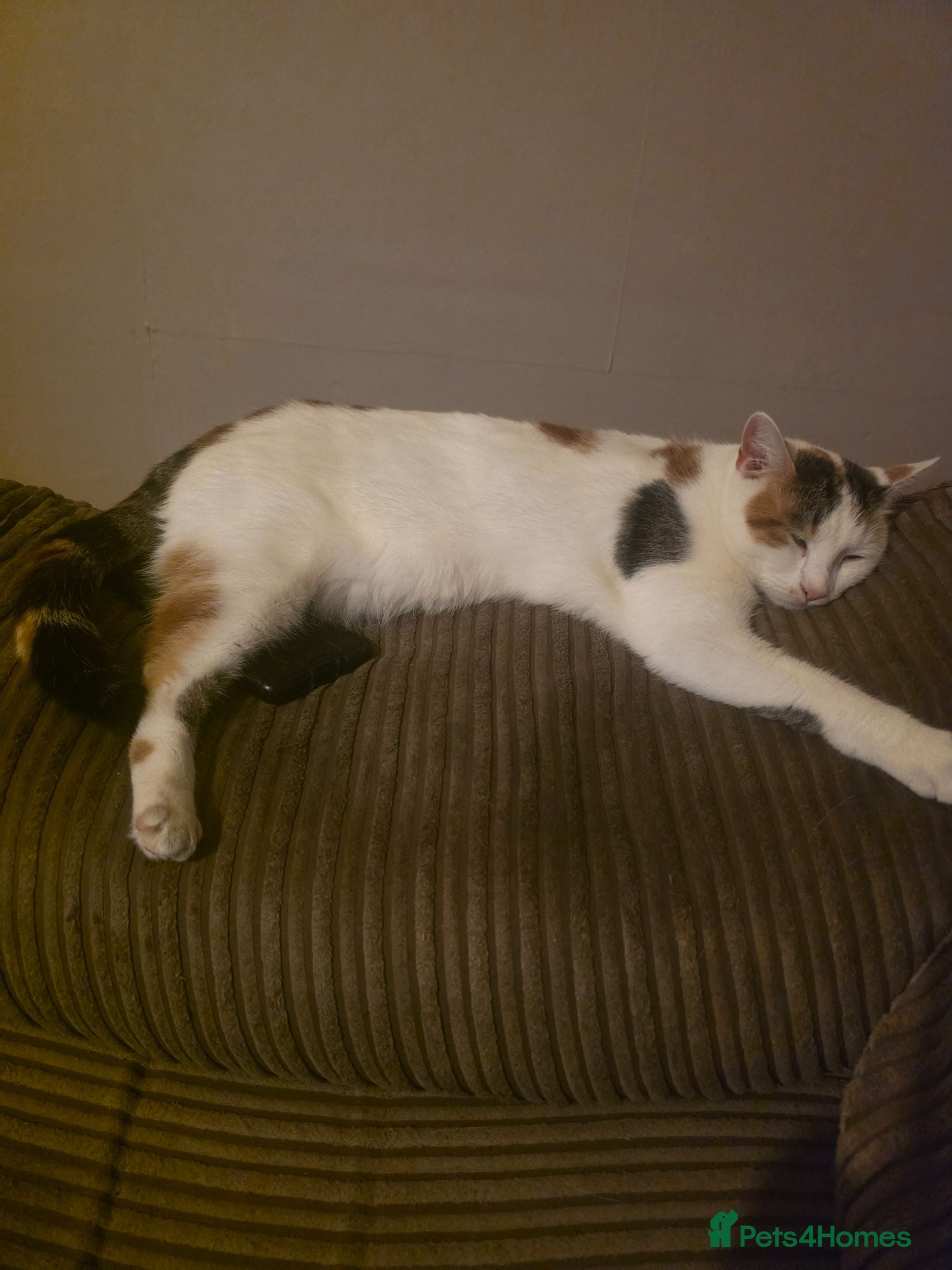 British Shorthair cats Free female calico - Advert 17