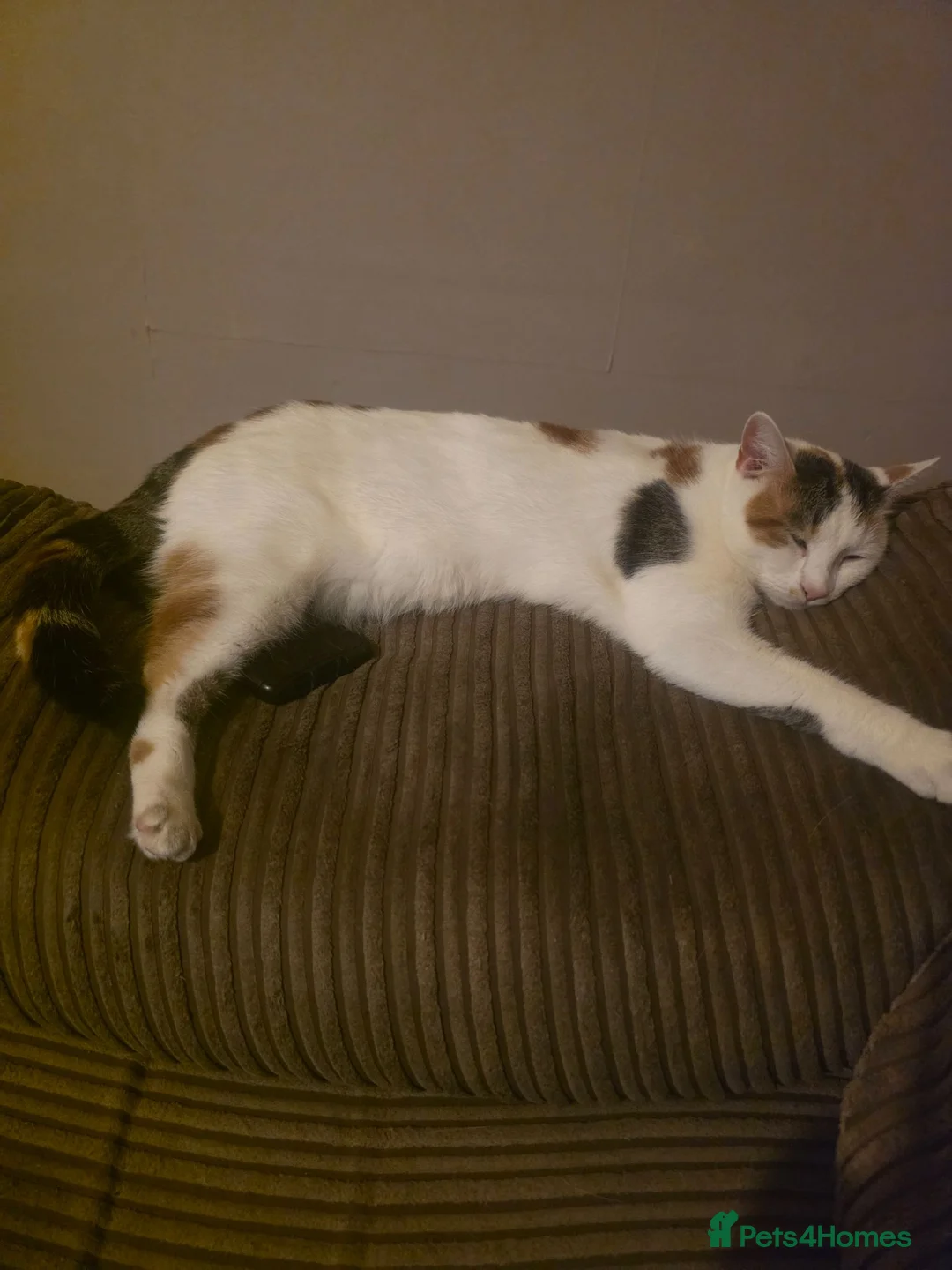 British Shorthair cats for sale: Free female calico in Tunbridge Wells - Advert 1