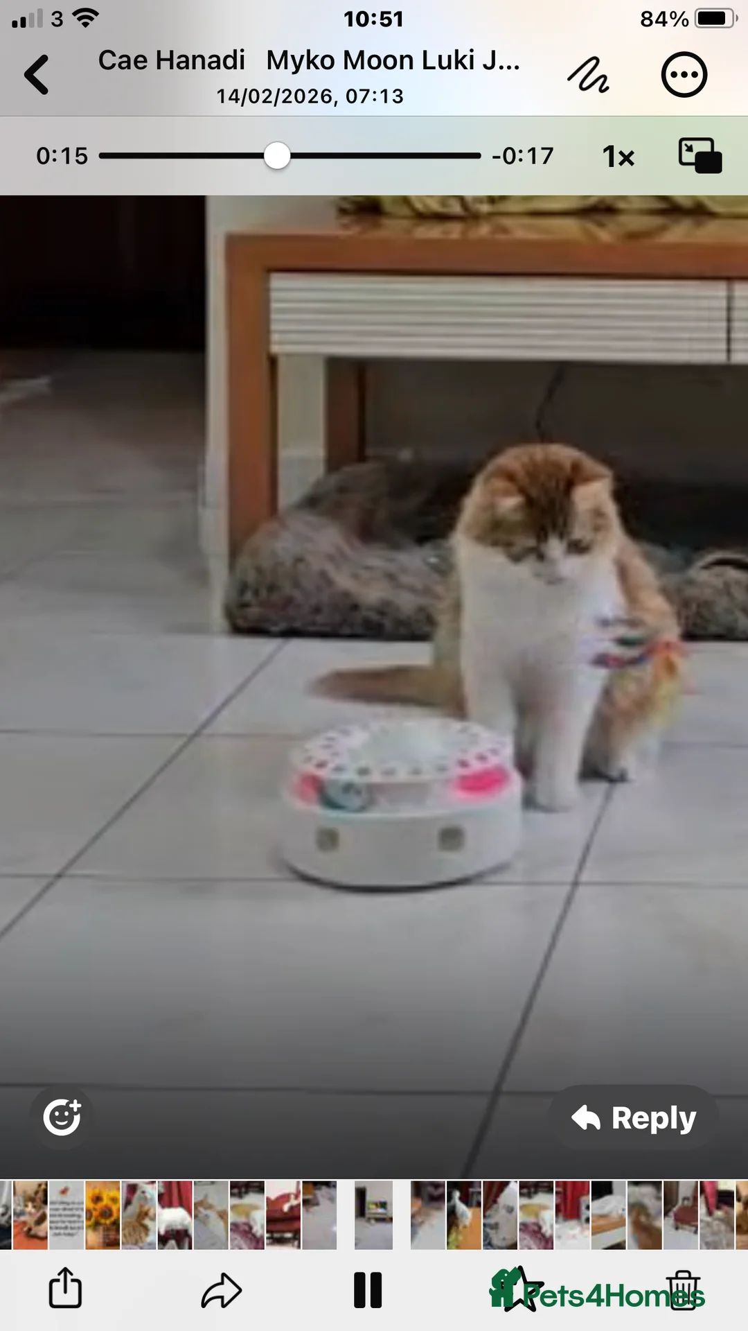 Mixed Breed cats for adoption: MIX TURKISH ANGIRA BONDED PAIR CALM AFFECTIONATE  - Advert 3