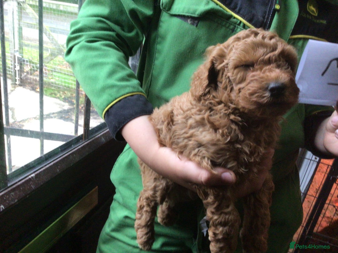 Toy Poodle dogs for sale: Toy red pups - Image 3