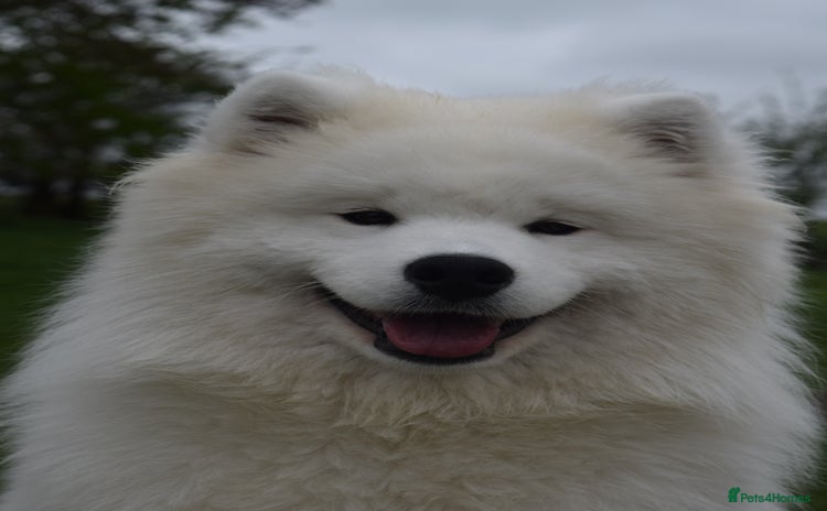 Samoyed dogs - Advert 4