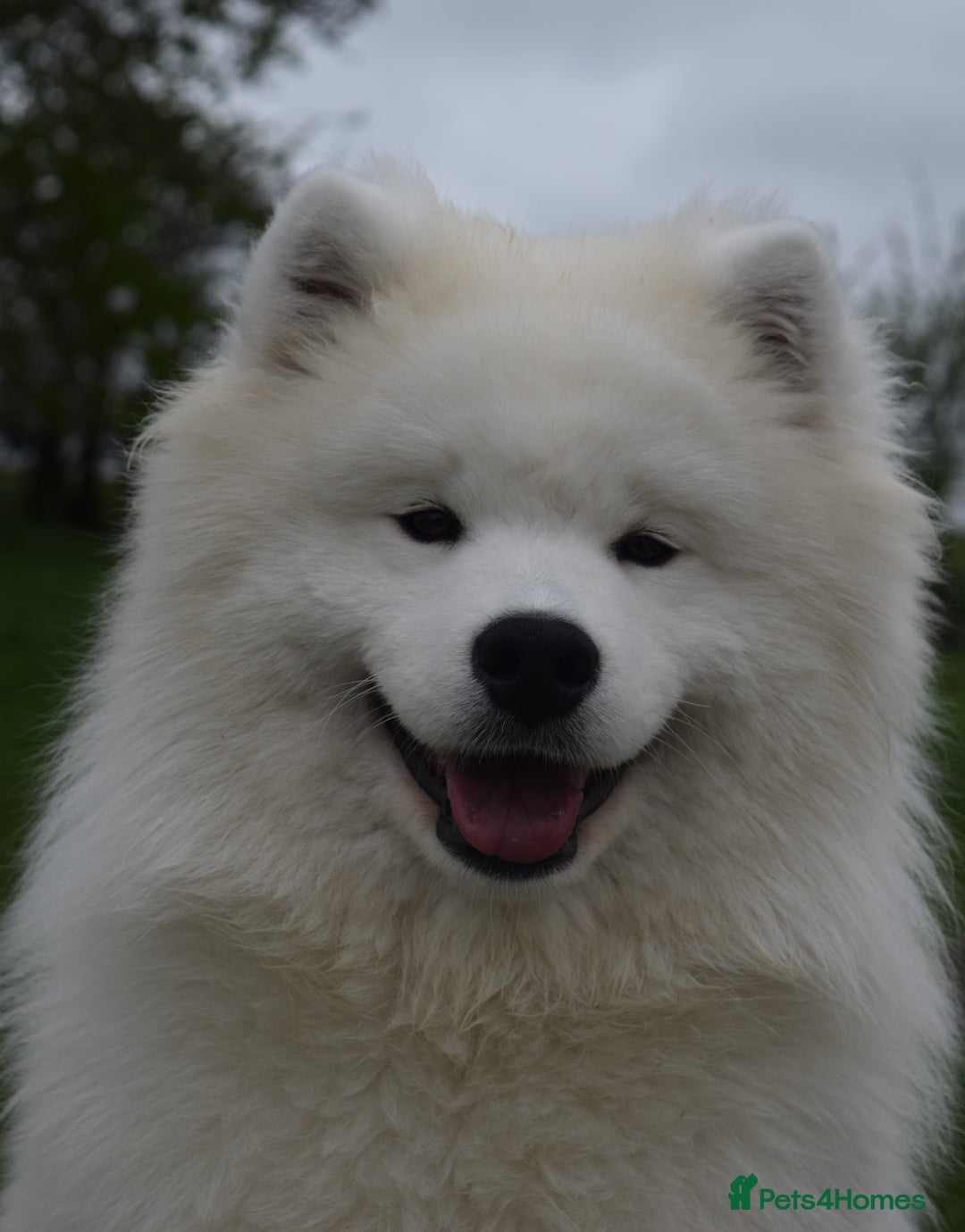 Samoyed dogs for stud: The Cutest Samoyed For Stud Kc Health Tested Champ - Image 1