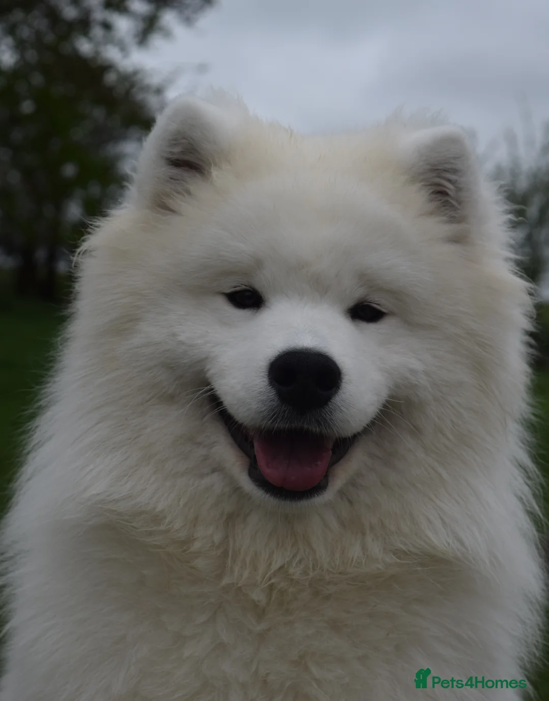 Samoyed dogs for stud: FULLY HEALTH TESTED KC Samoyed For Stud Champ Line - Advert 3