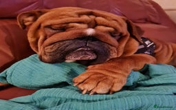 English Bulldog dogs for stud: Red Bulldog Stud - Image 2