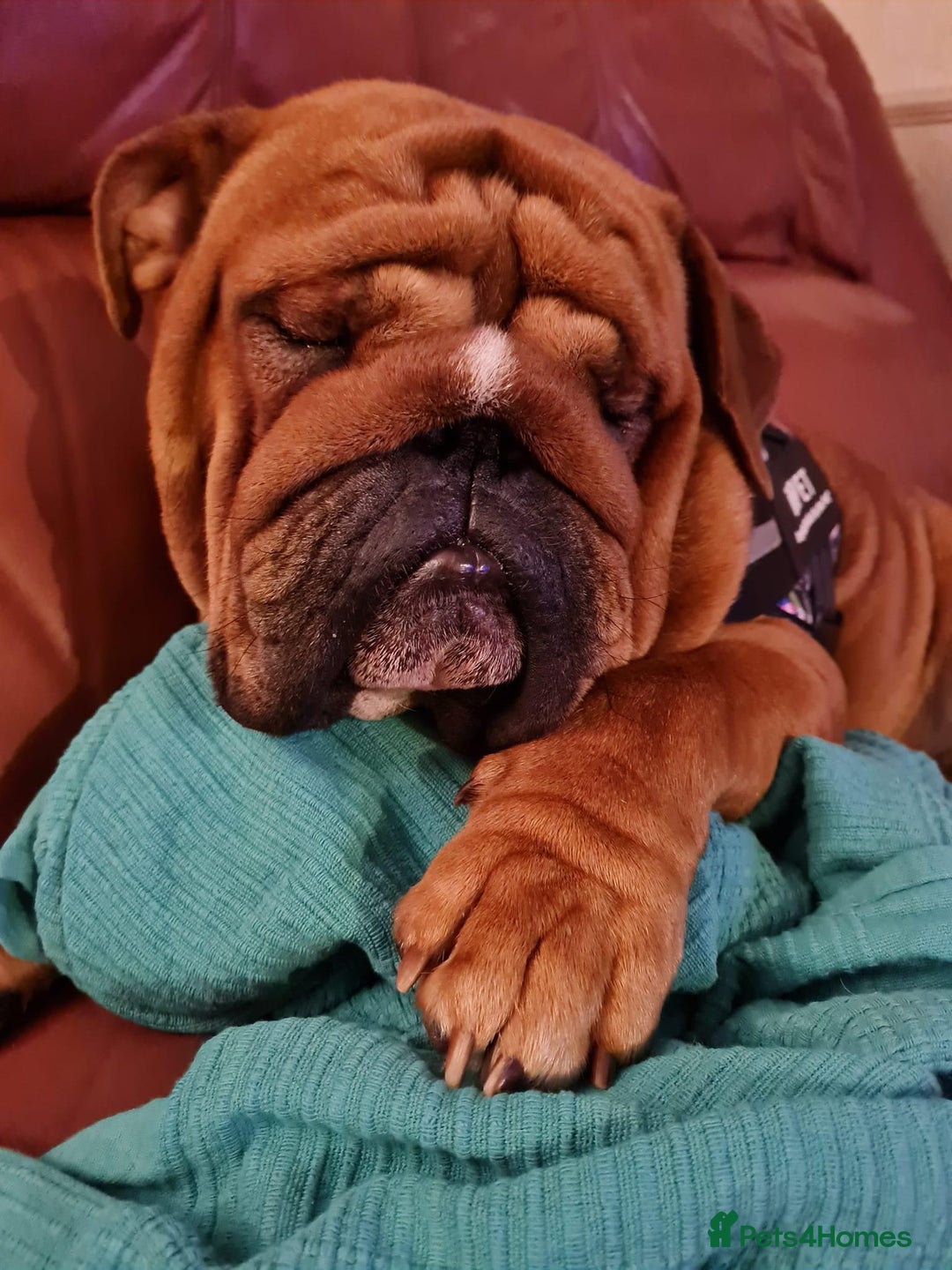 English Bulldog dogs for stud: Red Bulldog Stud - Image 2