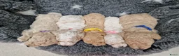 Poochon dogs for sale: Health-Tested Poochon Puppies – Ready 29th May in Carmarthen - Advert 4