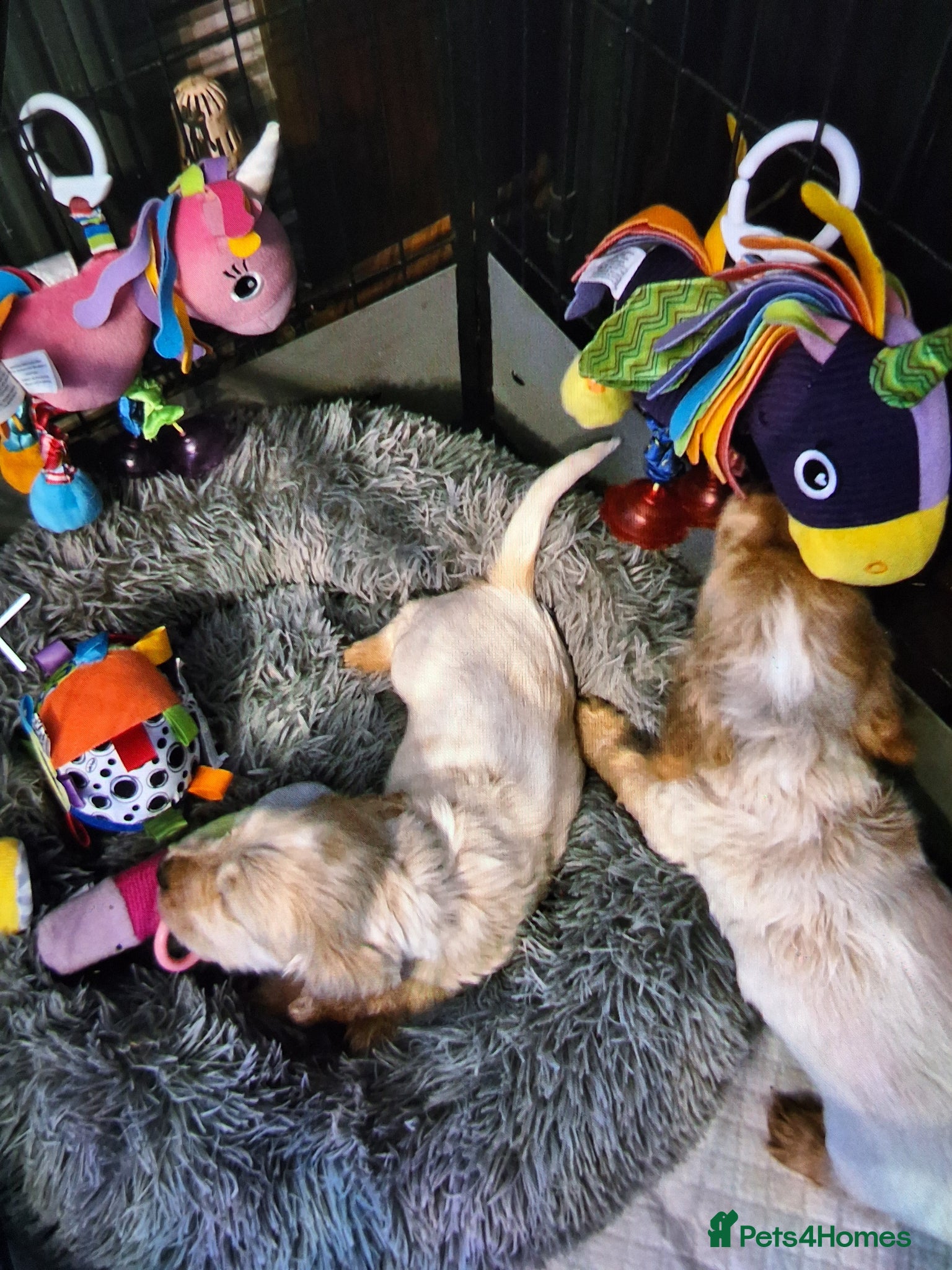 Cocker Spaniel dogs KC registered Show Cocker - Advert 1