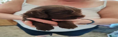 Cockapoo 2