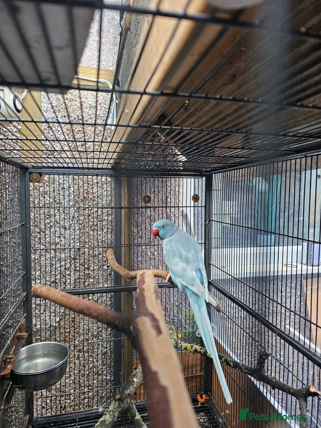 Ringnecks birds for sale: Male indian ringneck - Advert 2