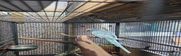 Ringnecks birds for sale: Male indian ringneck - Advert 2