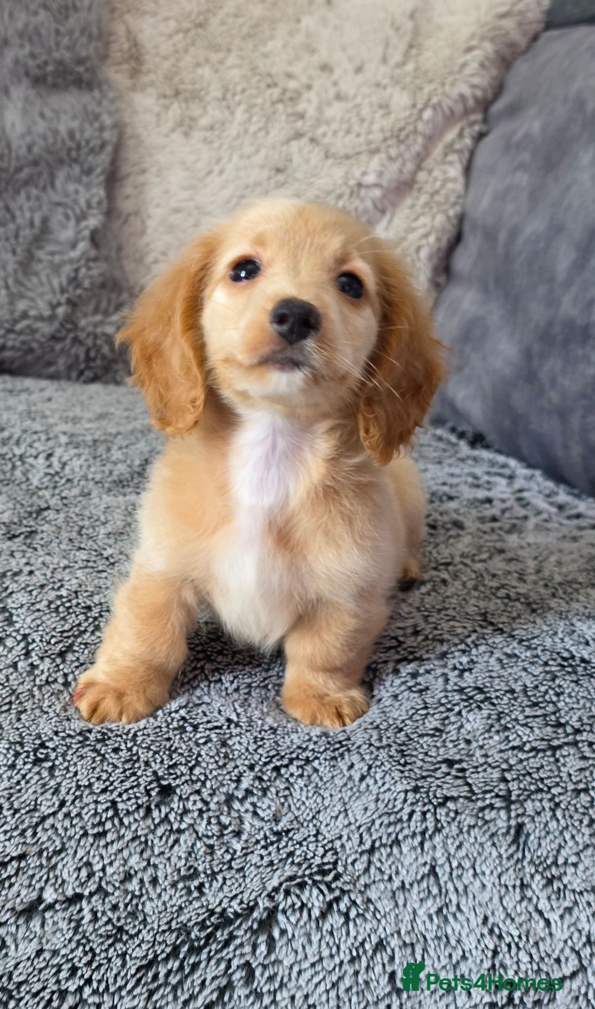 Miniature Dachshund dogs Cream male miniature Dachshund males - Advert 16