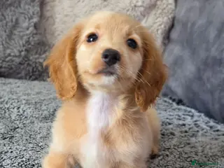 Miniature Dachshund dogs Cream male miniature Dachshund males - Advert 16