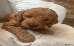 Irish Doodle dogs for sale: Gorgeous Irish Doodle Puppies  🐾 - Image 10