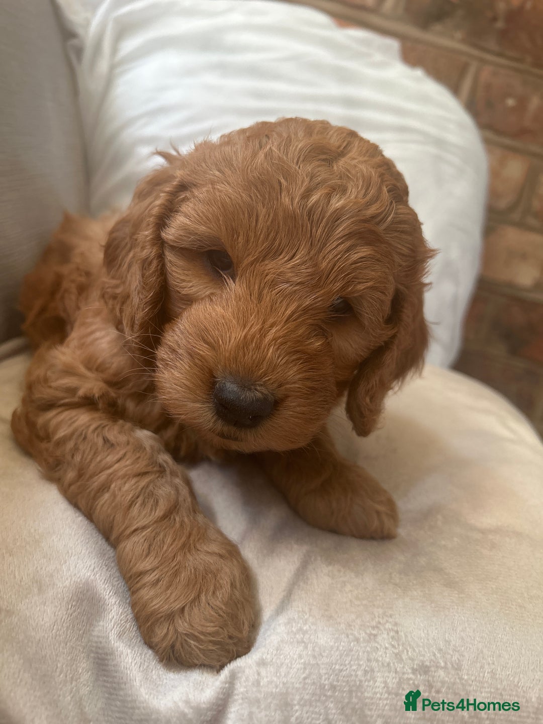 Irish Doodle dogs for sale: Gorgeous Irish Doodle Puppies  🐾 - Image 10