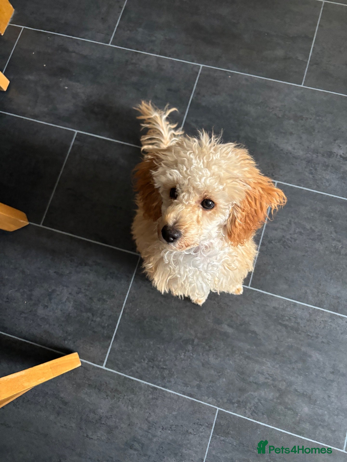 Miniature Poodle dogs 5 month old Miniature Poodle  - Advert 8