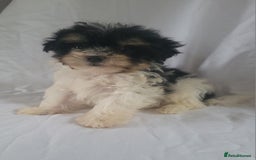 Morkie dogs for sale: Morkie puppies 5 🌟licence breeder  - Image 3