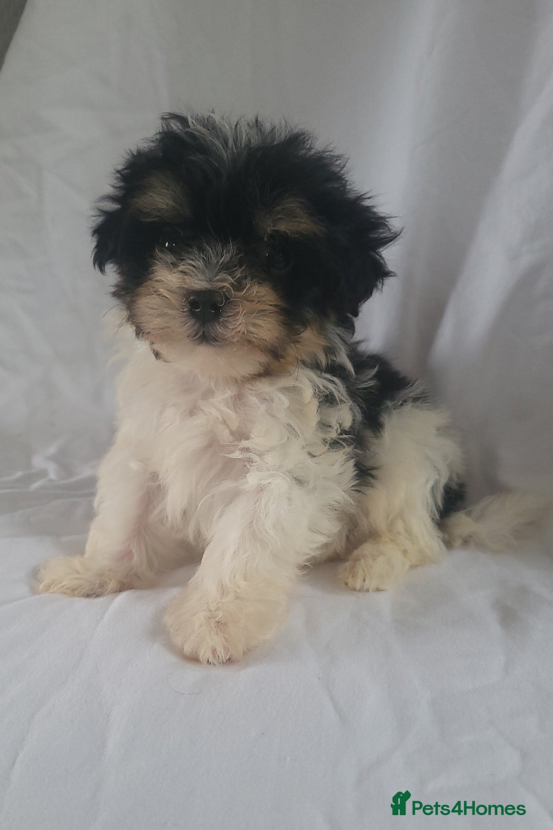 Morkie dogs for sale: Morkie puppies 5 🌟licence breeder  - Image 3