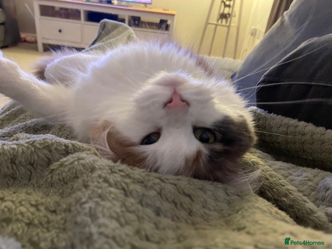 Mixed Breed cats for sale: Beautiful girl looking for a new home - Advert 5