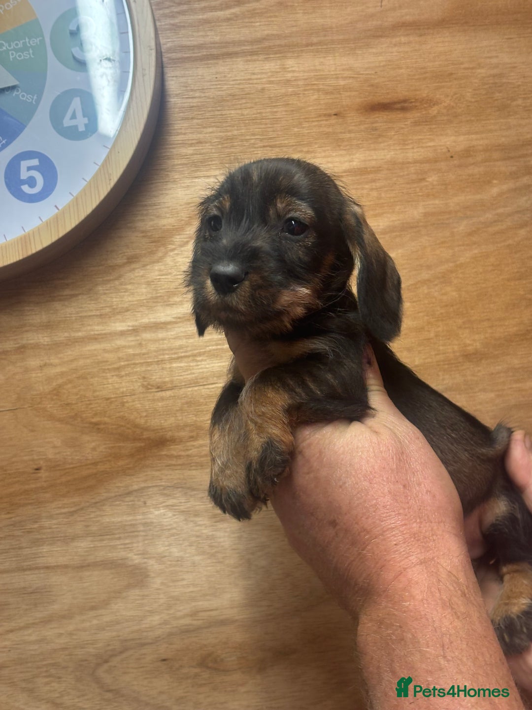 Dachshund dogs for sale: Ready now standard Wirehair dachshund (teckel)  - Image 9