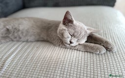 British Shorthair cats for sale: Beautiful Lilac boys - Image 7