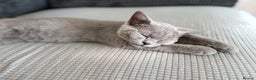 British Shorthair cats for sale: Beautiful Lilac boys - Advert 7