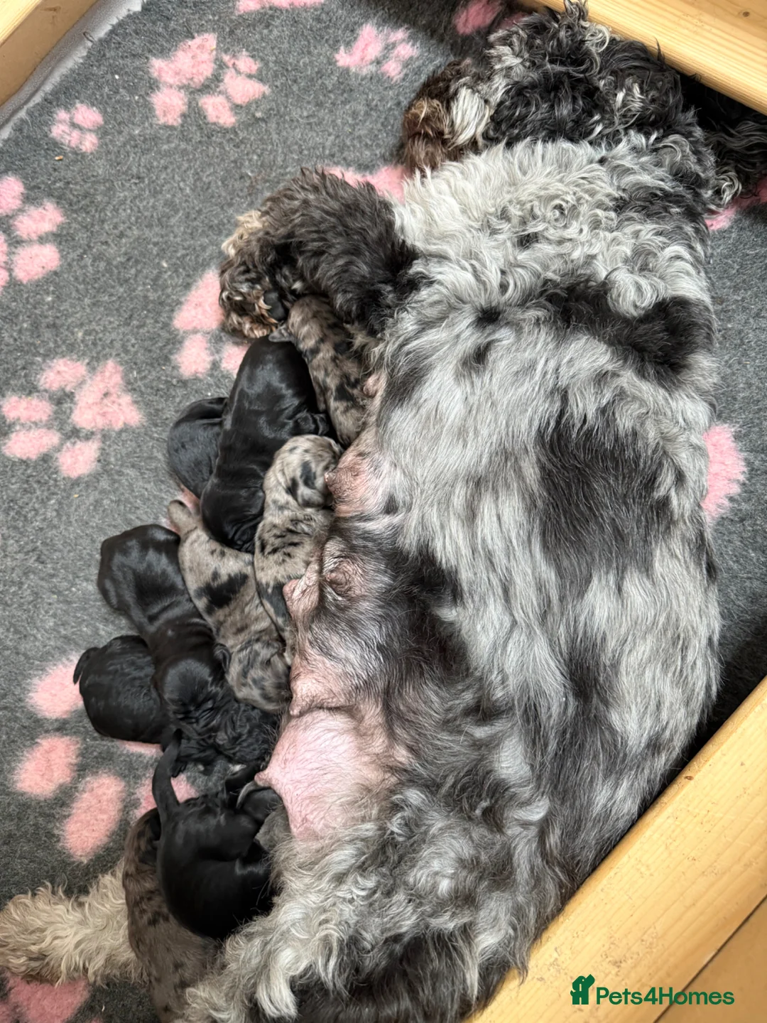 Cockapoo dogs for sale: Beautiful F2 cockapoo pups - Advert 7