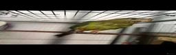 Parrots birds for sale: Superb parrot pair male and female  in Luton - Advert 9