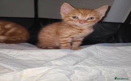 Mixed Breed cats for sale: Kittens ready now  - Image 4