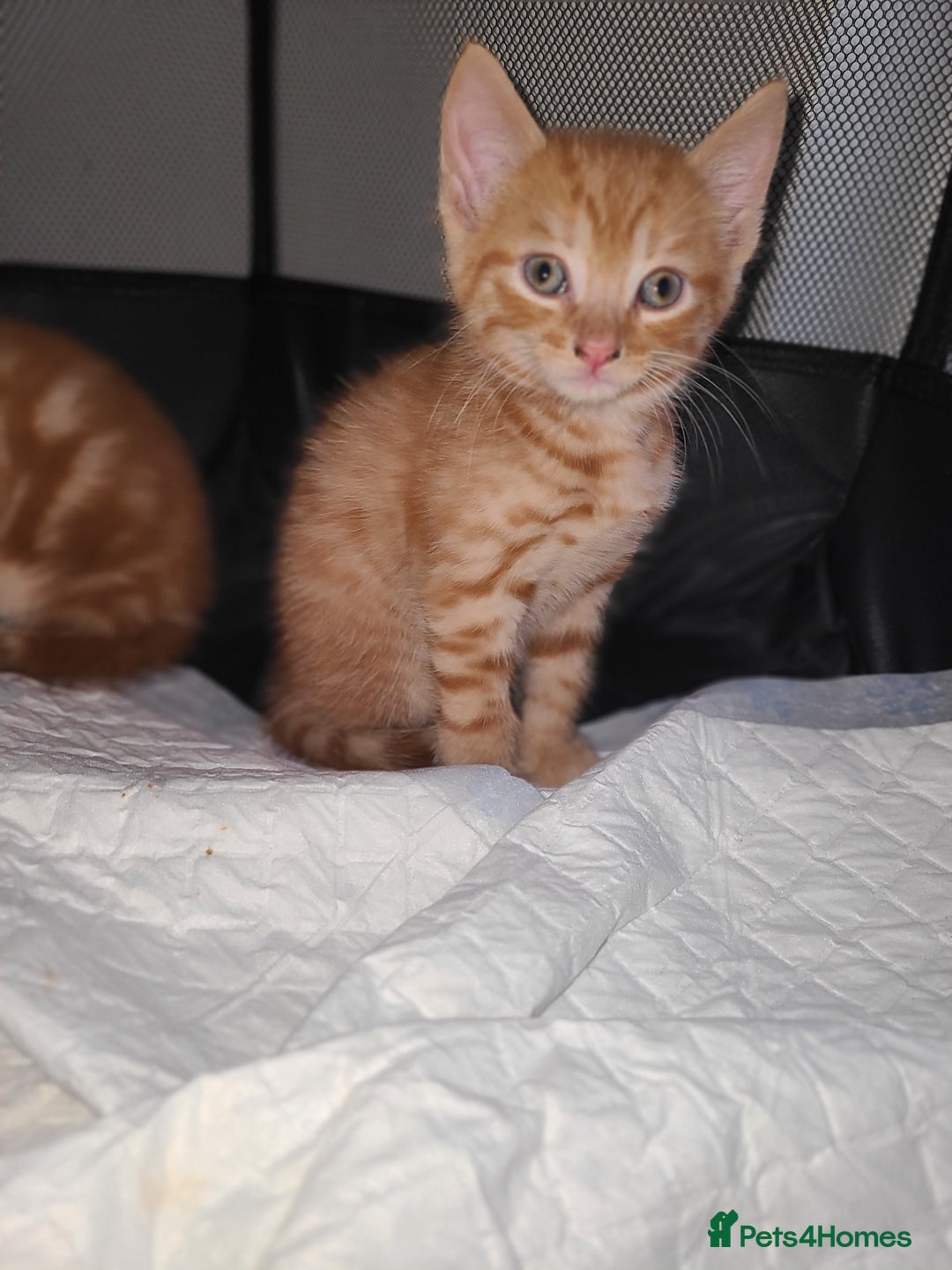 Mixed Breed cats for sale: Kittens ready now  - Image 4