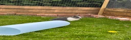 Lionhead rabbits for sale: Lion head bunnies in Whitchurch - Advert 2
