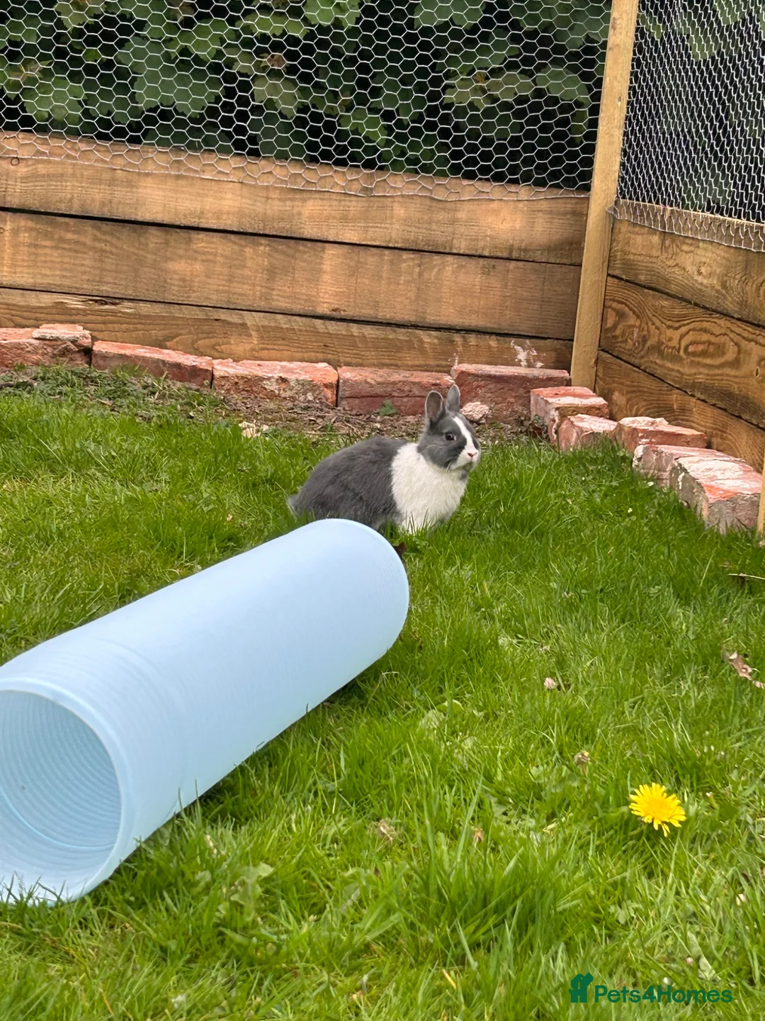 Lionhead rabbits for sale: Lion head bunnies in Whitchurch - Advert 2