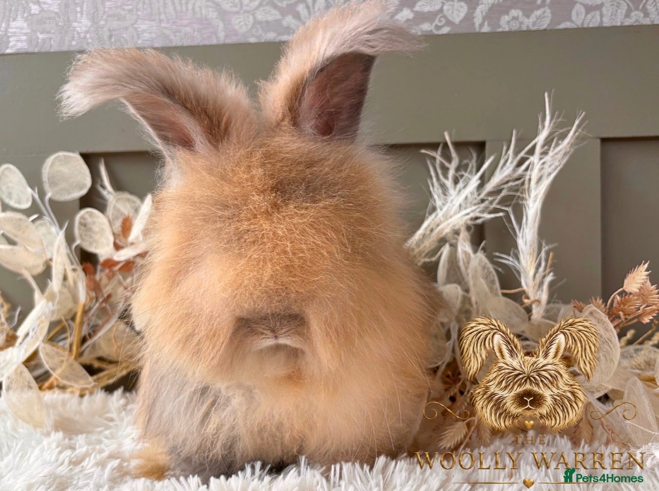 Angora rabbits 3 BEAUTIFUL VACCINATED ANGORAS READY NOW - Advert 1