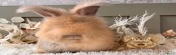 Angora rabbits for sale: 3 BEAUTIFUL VACCINATED ANGORAS READY NOW - Advert 1