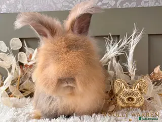 Angora rabbits 3 BEAUTIFUL VACCINATED ANGORAS READY NOW - Advert 1