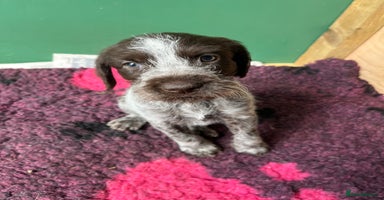 German Wirehaired Pointer dogs German Hired Haired Pointer Last Girl ready to go  - Advert 9