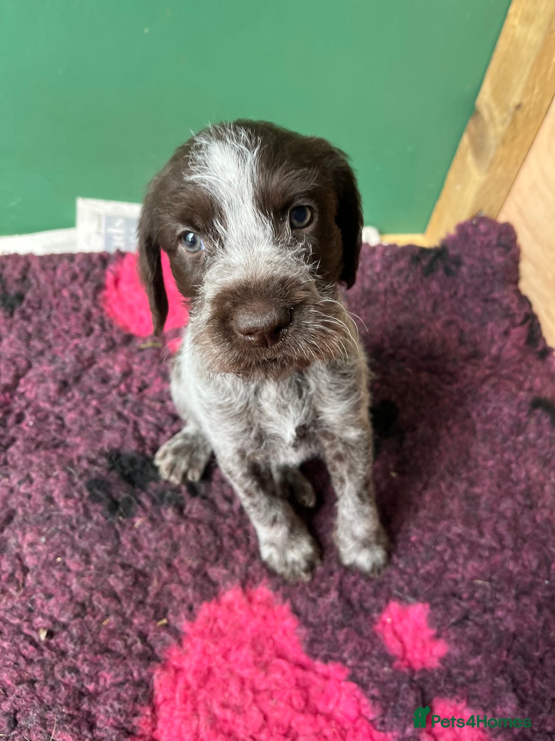 German Wirehaired Pointer dogs for sale: German Hired Haired Pointer Last Girl ready to go  - Advert 3