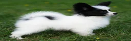 Papillon dogs for sale: HEALTH TESTED Papillon & Phalene  - Advert 8