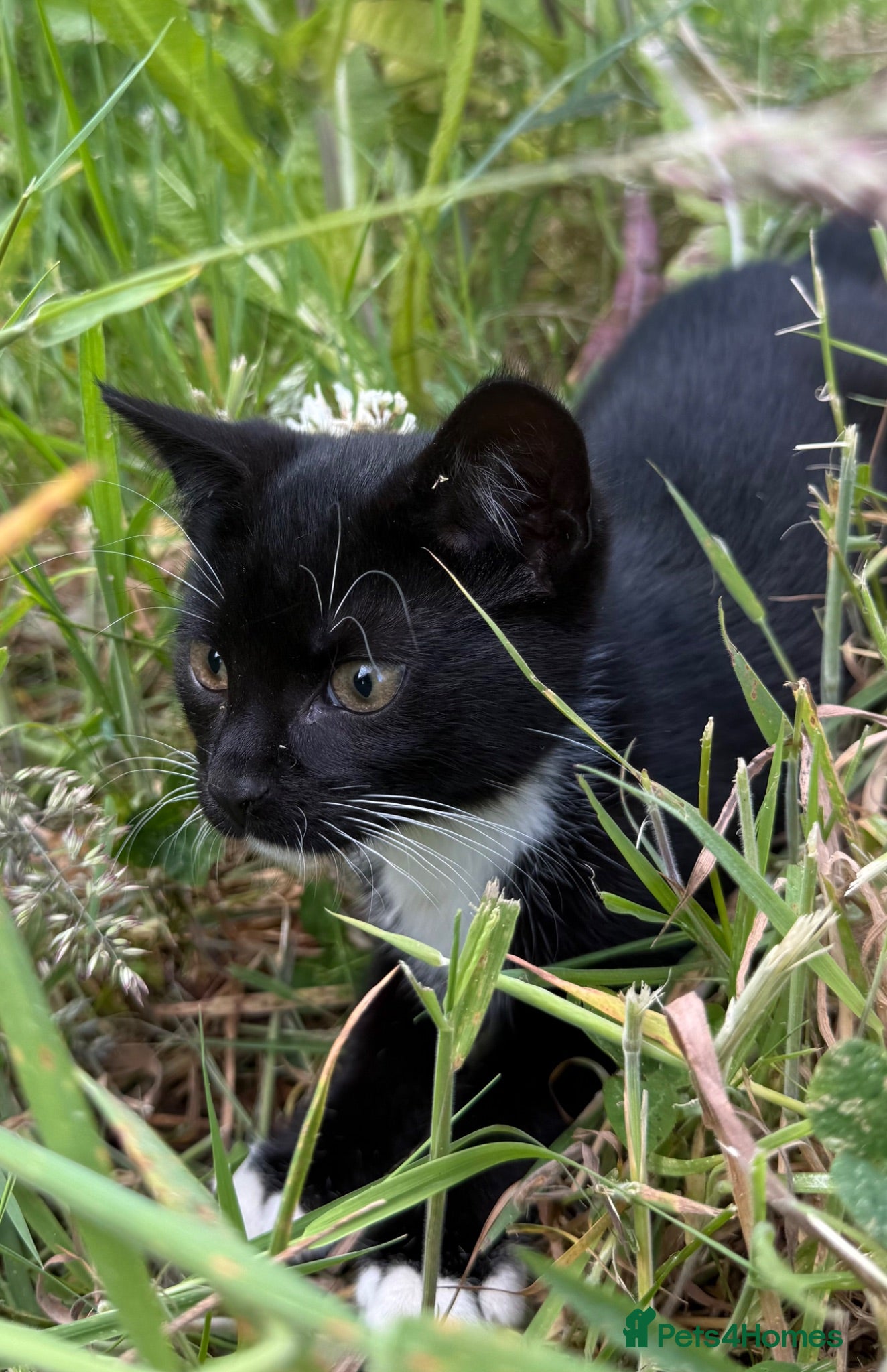Mixed Breed cats Kittens for sale  - Advert 1