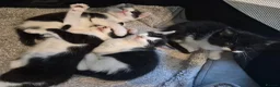 Mixed Breed cats for sale: Gorgeous mixed Breed kittens  - Advert 15