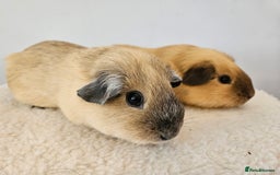 Guinea Pig rodents for sale: Pair of pet californian guinea pigs female SOLD - Image 4
