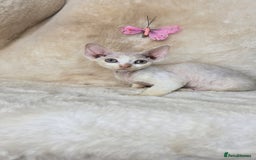 Devon Rex cats for sale: Tow beautiful Devon Rex boys  - Image 8