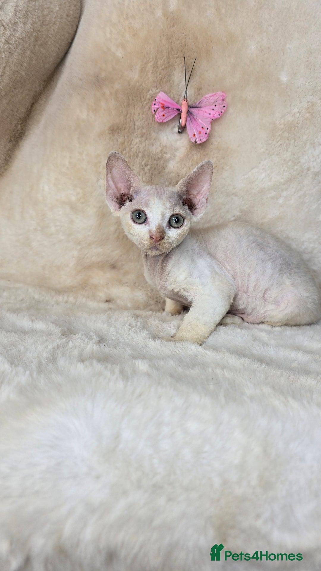 Devon Rex cats for sale: Tow beautiful Devon Rex boys  - Image 8