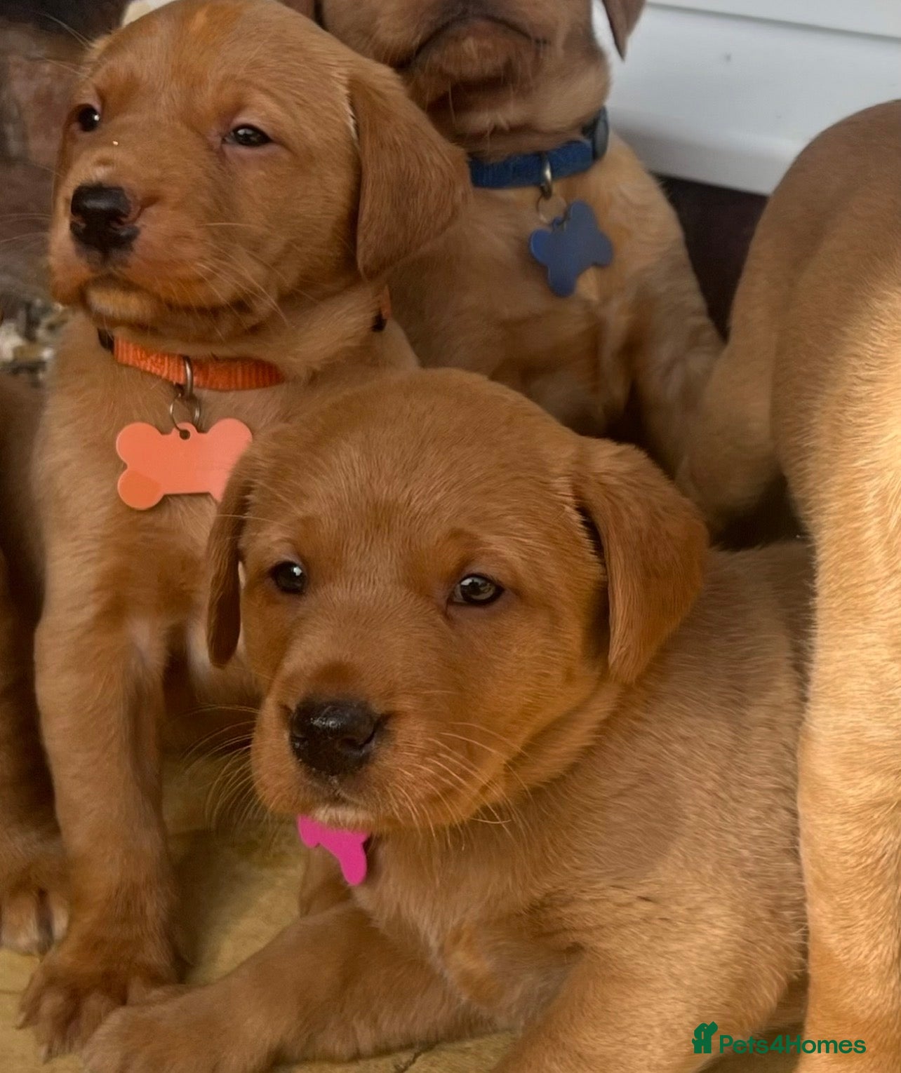 Labrador Retriever dogs KC FOX RED LABRADOR 17/05/26 1GIRl REDUCED  - Advert 11