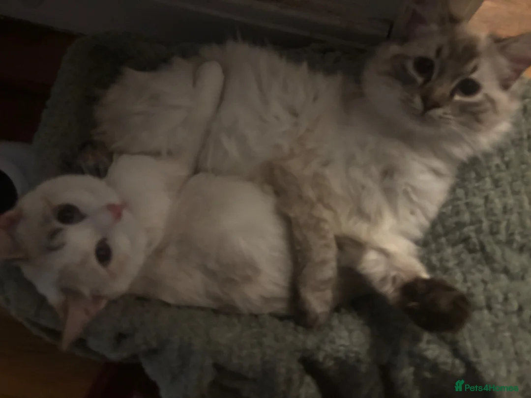 Mixed Breed cats for sale: Ragdoll cat for rehome  - Advert 5