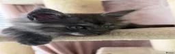 Maine Coon cats for sale: Tica registered black smoked male Maine coon - Advert 35