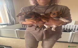 Jack Russell dogs for sale: 2 Jack Russel Puppies - Image 1